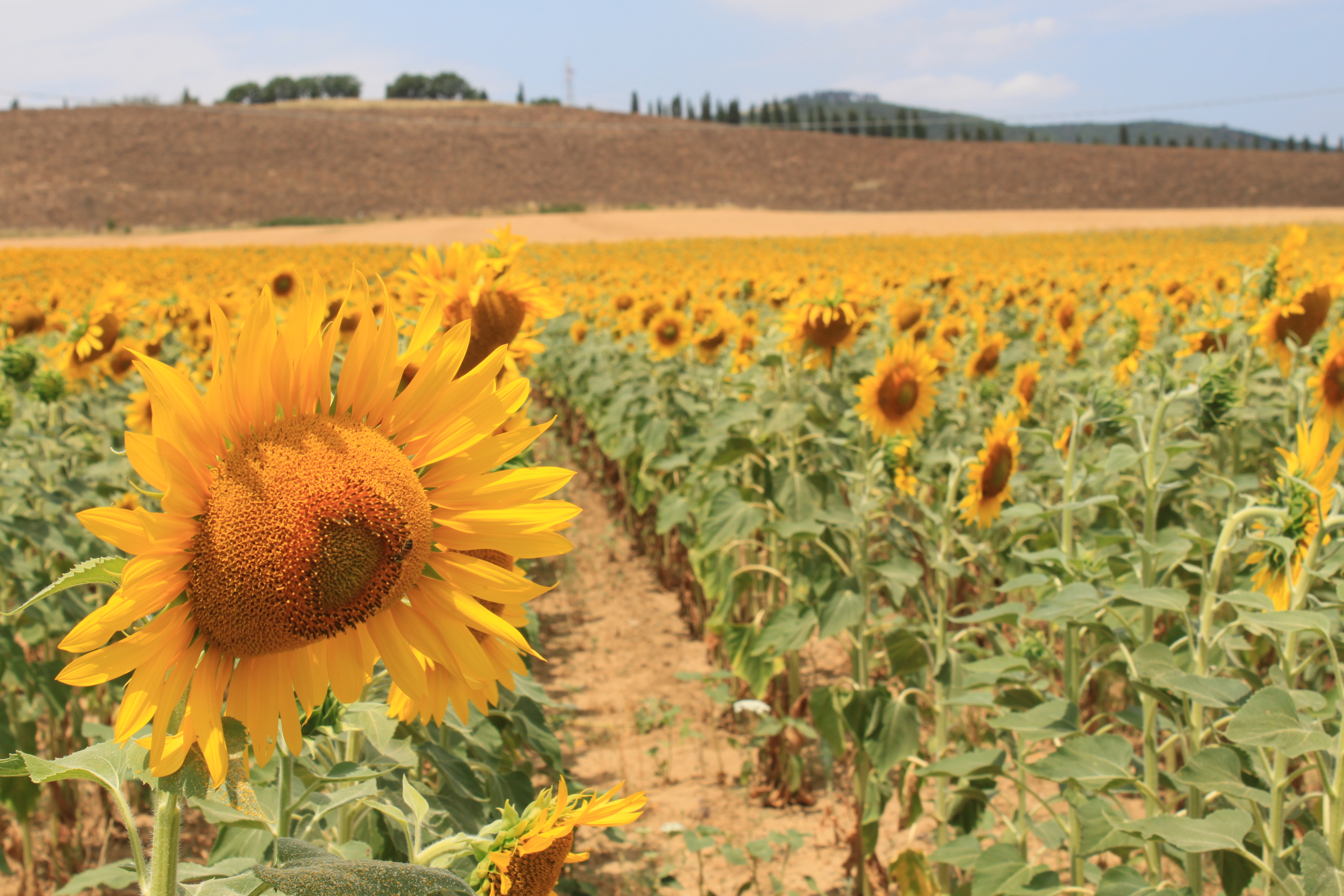Toskanische Landschaft und Wellness
