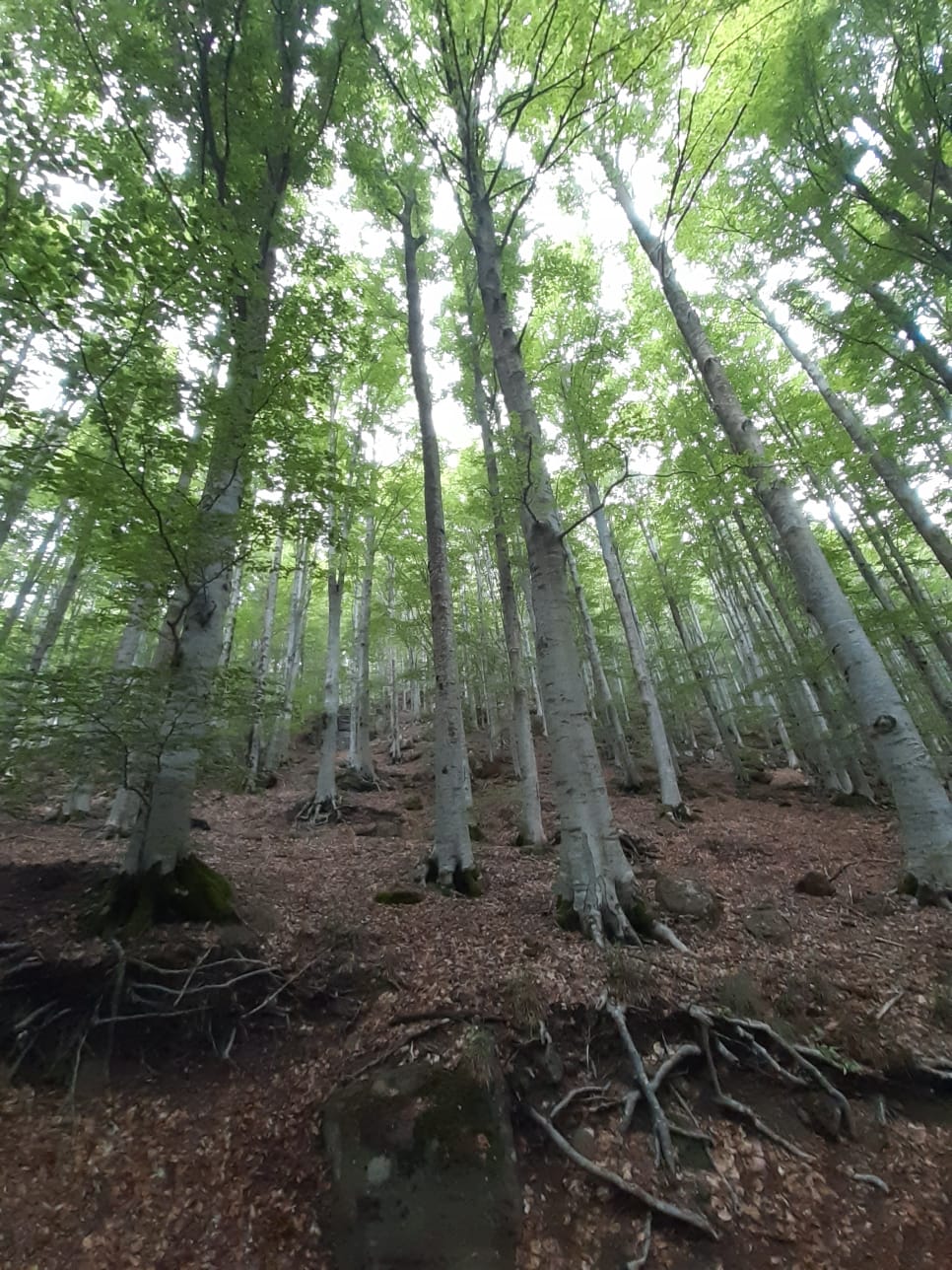 Friedlicher Wald - Raum für Ruhe und Besinnung