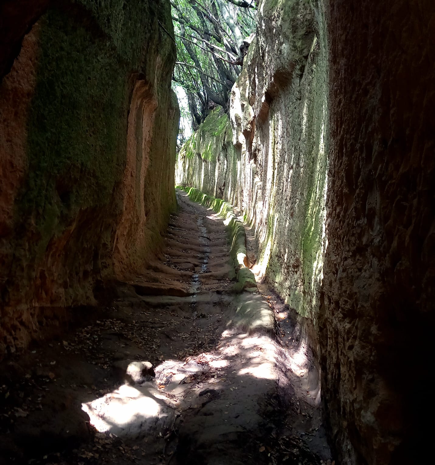 Weg durch die Natur - Symbol für persönliche Entwicklung und Transformation