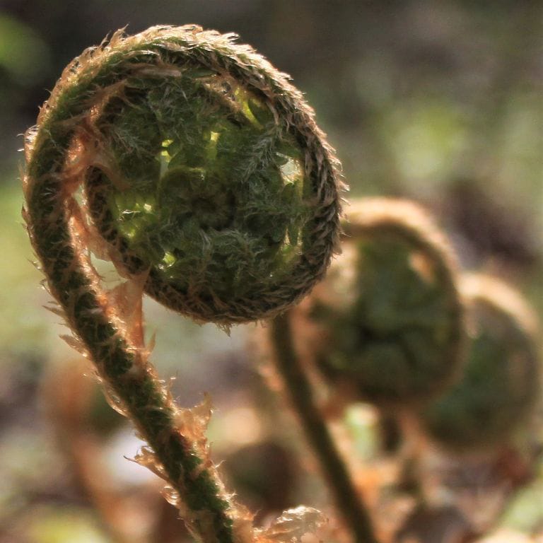 Naturlandschaft für Coaching Retreat